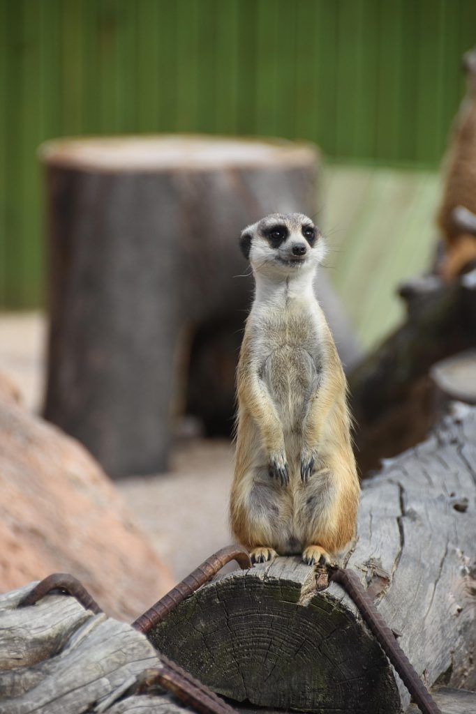 PBKS vs. GT IPL 2025 match preview and predictions